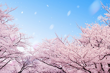 桜のイメージ