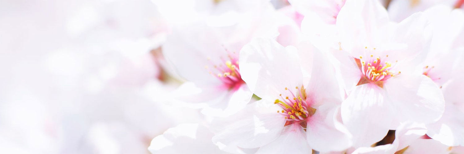 桜のイメージ